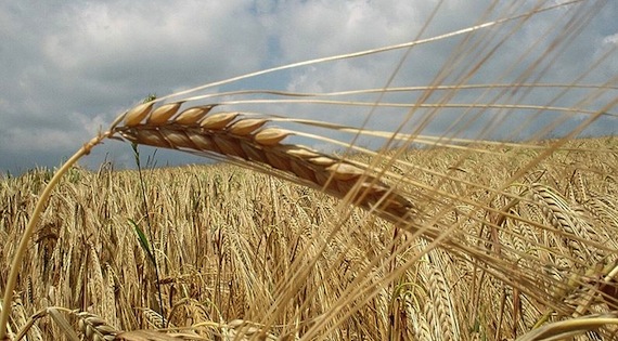 Grain-field Photo by Go2anna